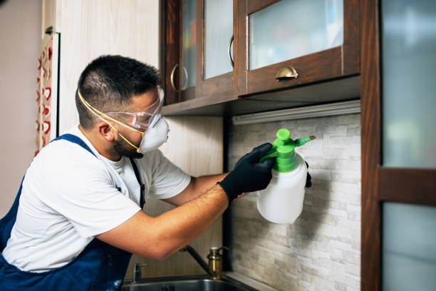 Wasp Removal Services in Chester, NY