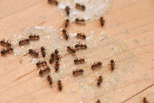 Best Exterminator Services  in Chester, NY